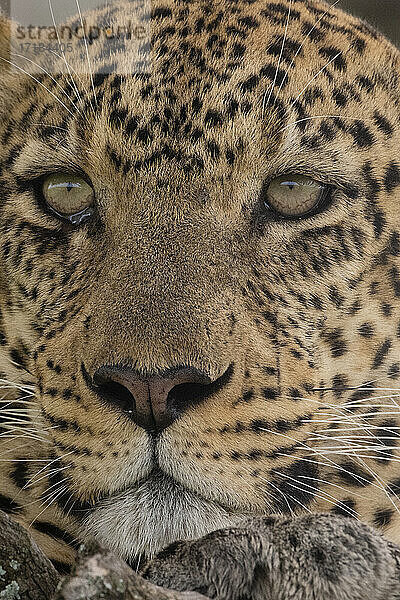 Leopard (Panthera pardus)  Seronera  Serengeti-Nationalpark  Tansania  Ostafrika  Afrika