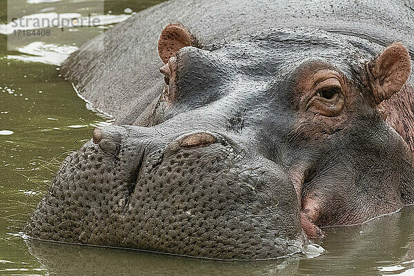 Flusspferd (Hippopotamus amphibius)  Seronera  Serengeti-Nationalpark  Tansania  Ostafrika  Afrika