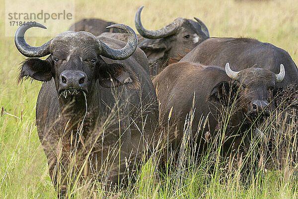 Kaffernbüffel (Syncerus caffer)  Tsavo  Kenia  Ostafrika  Afrika