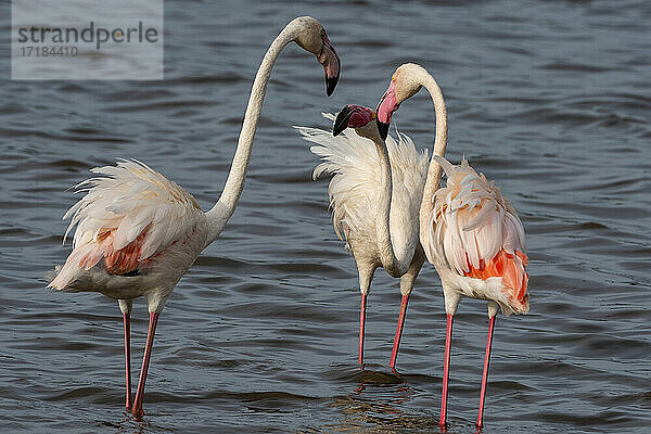 Große Flamingos (Phoenicopterus ruber) am Ndutu-See  Ngorongoro Conservation Area  Serengeti  Tansania  Ostafrika  Afrika