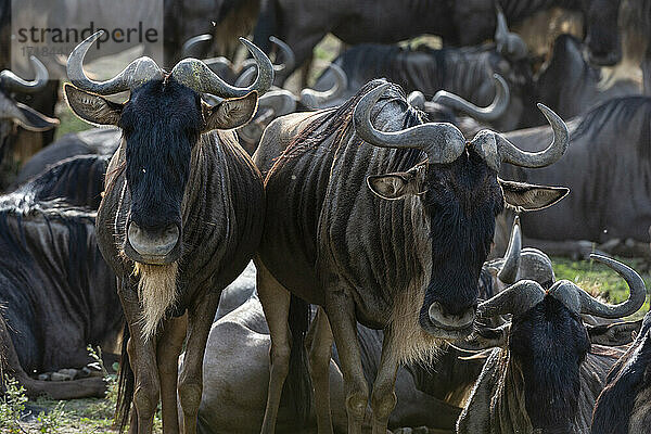 Gnus (Connochaetes taurinus)  Ndutu  Ngorongoro Conservation Area  Serengeti  Tansania  Ostafrika  Afrika