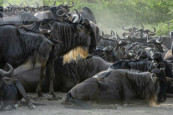 Gnus (Connochaetes taurinus)  Ndutu  Ngorongoro Conservation Area  Serengeti  Tansania  Ostafrika  Afrika