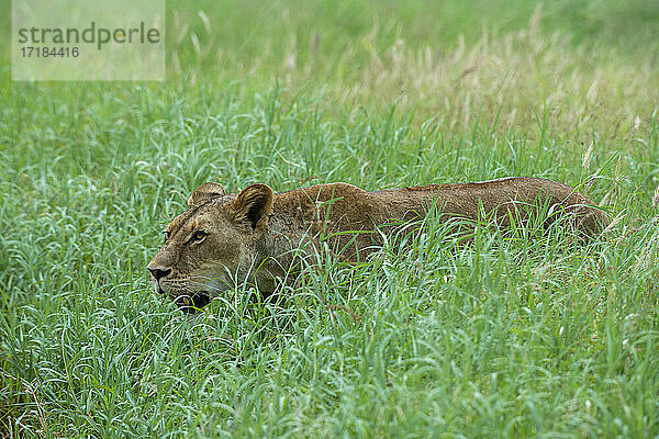 Löwin (Panthera leo)  Tsavo  Kenia  Ostafrika  Afrika