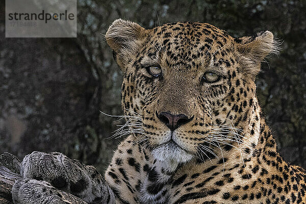 Leopard (Panthera pardus)  Seronera  Serengeti-Nationalpark  Tansania  Ostafrika  Afrika