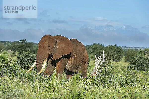 Afrikanischer Elefant (Loxodonta africana)  Tsavo  Kenia  Ostafrika  Afrika