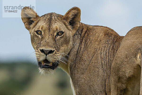 Löwin (Panthera leo)  Tsavo  Kenia  Ostafrika  Afrika