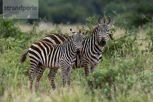 Grant's Zebra (Equus quagga boehmi)  Tsavo  Kenia  Ostafrika  Afrika