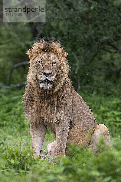 Löwe (Panthera leo)  Ndutu  Ngorongoro Conservation Area  Serengeti  Tansania  Ostafrika  Afrika