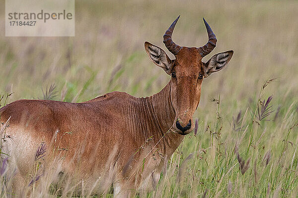 Koks-Kuhantilope (Alcelaphus buselaphus cokii)  Tsavo  Kenia  Ostafrika  Afrika