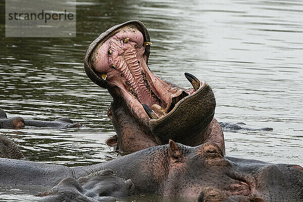 Flusspferd (Hippopotamus amphibius)  Seronera  Serengeti-Nationalpark  Tansania  Ostafrika  Afrika