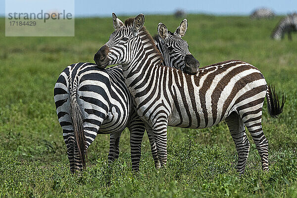 Steppenzebras (Equus quagga)  Ndutu  Ngorongoro Conservation Area  Serengeti  Tansania  Ostafrika  Afrika