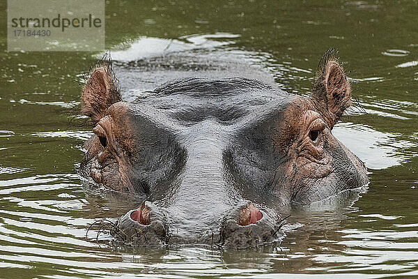 Flusspferd (Hippopotamus amphibius)  Seronera  Serengeti-Nationalpark  Tansania  Ostafrika  Afrika