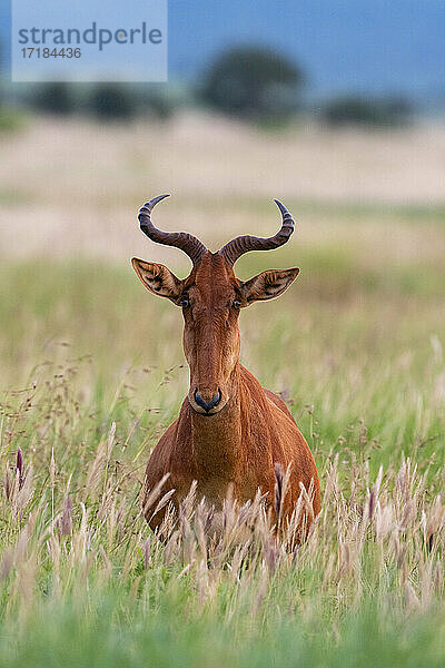 Koks-Kuhantilope (Alcelaphus buselaphus cokii)  Tsavo  Kenia  Ostafrika  Afrika