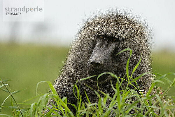 Olivpavian (Papio anubis)  Seronera  Serengeti-Nationalpark  Tansania  Ostafrika  Afrika