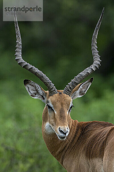 Männliches Impala (Aepyceros melampus)  Ndutu  Ngorongoro Conservation Area  Serengeti  Tansania  Ostafrika  Afrika