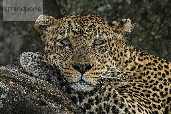 Leopard (Panthera pardus)  Seronera  Serengeti-Nationalpark  Tansania  Ostafrika  Afrika