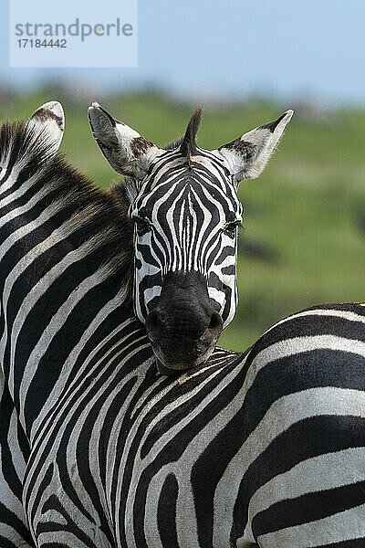 Steppenzebras (Equus quagga)  Ndutu  Ngorongoro Conservation Area  Serengeti  Tansania  Ostafrika  Afrika