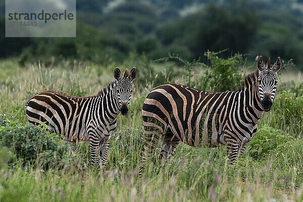 Grant's Zebra (Equus quagga boehmi)  Tsavo  Kenia  Ostafrika  Afrika