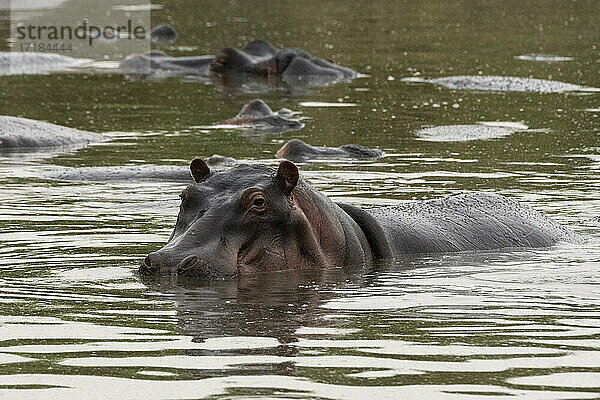 Flusspferd (Hippopotamus amphibius)  Seronera  Serengeti-Nationalpark  Tansania  Ostafrika  Afrika