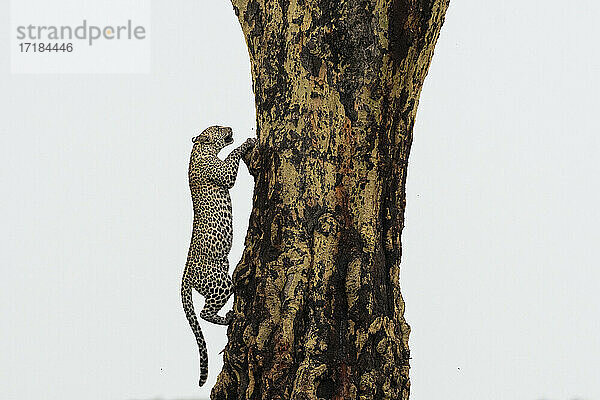 Leopard (Panthera pardus)  Seronera  Serengeti-Nationalpark  Tansania  Ostafrika  Afrika