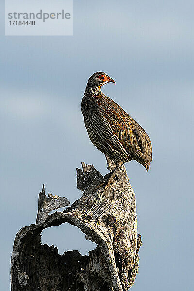 Gelbhalssumpfhuhn (Pternistis leucoscepus)  Seronera  Serengeti-Nationalpark  Tansania  Ostafrika  Afrika