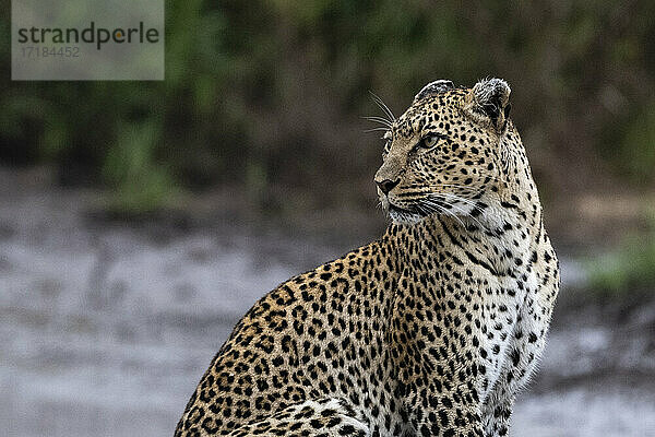 Leopard (Panthera pardus)  Seronera  Serengeti-Nationalpark  Tansania  Ostafrika  Afrika