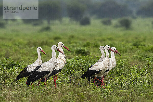 Weißstörche (Ciconia ciconia)  Ndutu  Ngorongoro Conservation Area  Serengeti  Tansania  Ostafrika  Afrika