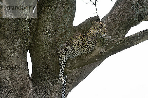 Leopard (Panthera pardus)  Seronera  Serengeti-Nationalpark  Tansania  Ostafrika  Afrika