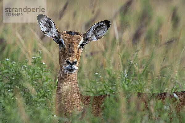 Impala (Aepyceros melampus)  Tsavo  Kenia  Ostafrika  Afrika