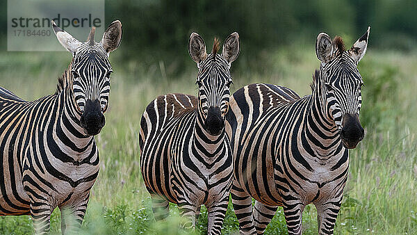 Grant's Zebra (Equus quagga boehmi)  Tsavo  Kenia  Ostafrika  Afrika