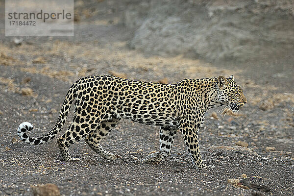 Leopard (Panthera pardus) weiblich  Mashatu Game Reserve  Botswana  Afrika