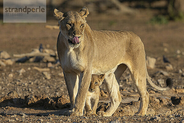 Löwin (Panthera leo) mit Jungtier  Kgalagadi Transfrontier Park  Südafrika  Afrika