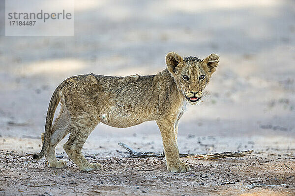 Löwenbaby (Panthera leo)  Kgalagadi Transfrontier Park  Südafrika  Afrika