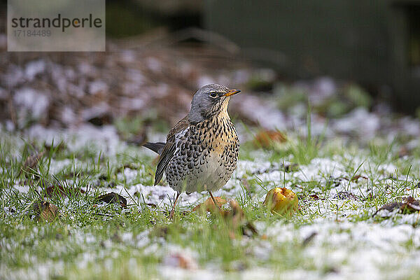 Feldsperling (Turdus pilaris)  Northumberland National Park  England  Vereinigtes Königreich  Europa