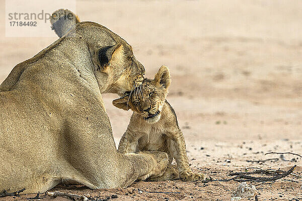 Löwin (Panthera leo)  die ihr Junges pflegt  Kgalagadi Transfrontier Park  Südafrika  Afrika