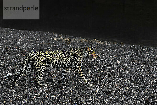Leopard (Panthera pardus) weiblich  Mashatu Game Reserve  Botswana  Afrika