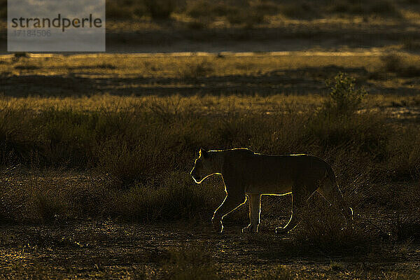 Löwin (Panthera leo)  Kgalagadi Transfrontier Park  Südafrika  Afrika