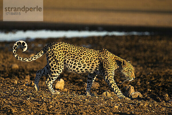 Leopard (Panthera pardus) weiblich  Kgalagadi Transfrontier Park  Südafrika  Afrika