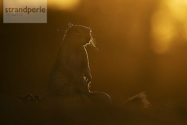 Erdhörnchen (Xerus inauris)  Kgalagadi Transfrontier Park  Südafrika  Afrika