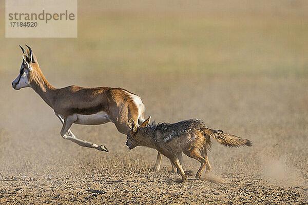 Schabrackenschakal (Canis mesomelas) auf der Jagd nach Springböcken  Kgalagadi Transfrontier Park  Südafrika  Afrika