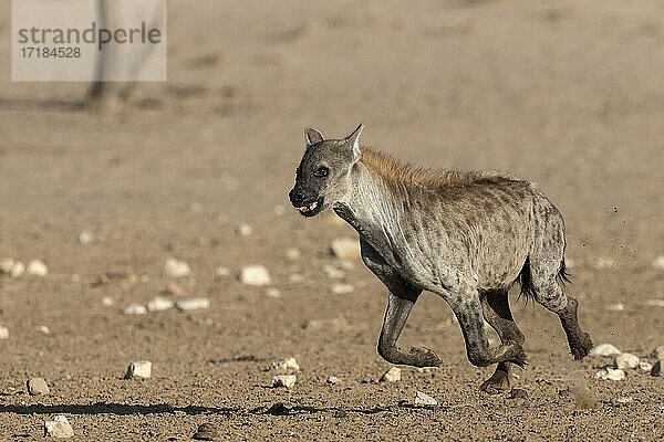 Tüpfelhyäne (Crocuta crocuta)  Kgalagadi Transfrontier Park  Südafrika  Afrika