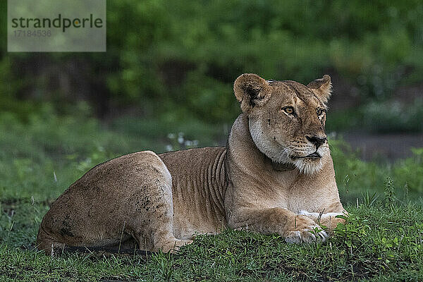 Eine mit GPS markierte Löwin (Panthera leo)  Ndutu  Ngorongoro Conservation Area  Serengeti  Tansania  Ostafrika  Afrika