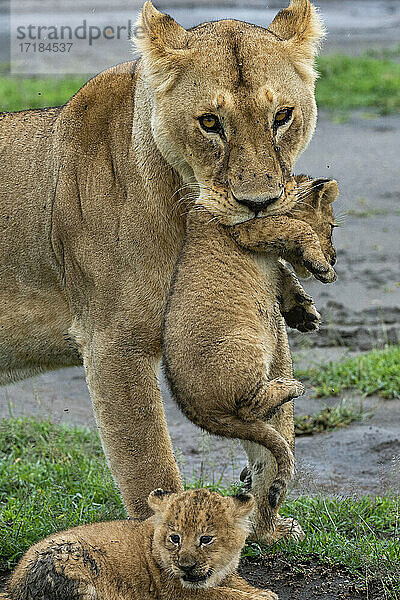 Eine Löwin (Panthera leo) mit ihren vier Wochen alten Jungtieren  Ndutu  Ngorongoro Conservation Area  Serengeti  Tansania  Ostafrika  Afrika