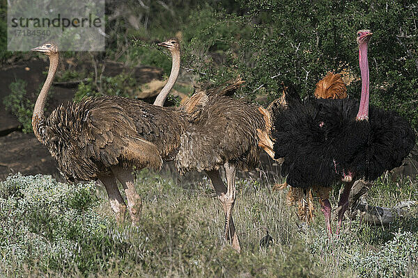 Strauß (Struthio camelus)  Tsavo  Kenia  Ostafrika  Afrika