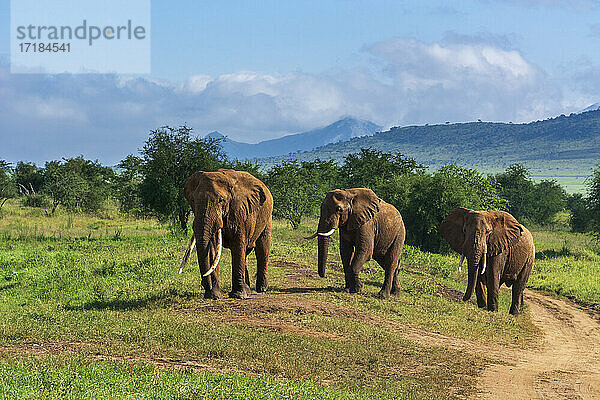 Afrikanische Elefanten (Loxodonta africana)  Lualenyi  Tsavo Conservation Area  Kenia  Ostafrika  Afrika