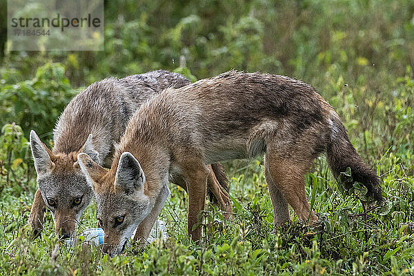 Goldschakale (Canis aurus) bei der Untersuchung einer Plastikflasche  Ndutu  Ngorongoro Conservation Area  Serengeti  Tansania  Ostafrika  Afrika