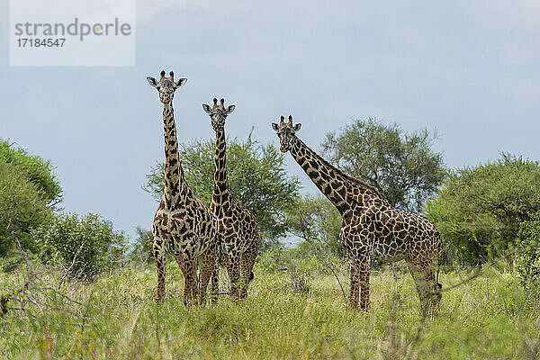 Masai-Giraffen (Giraffa camelopardalis)  Lualenyi  Tsavo-Schutzgebiet  Kenia  Ostafrika  Afrika