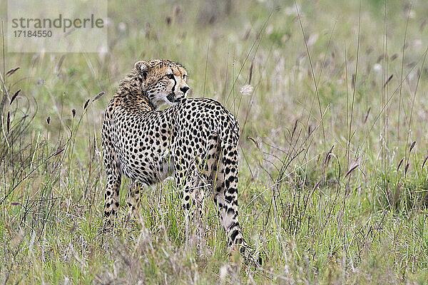 Ein Gepard (Acynonix jubatus) schaut zurück  Tsavo  Kenia  Ostafrika  Afrika