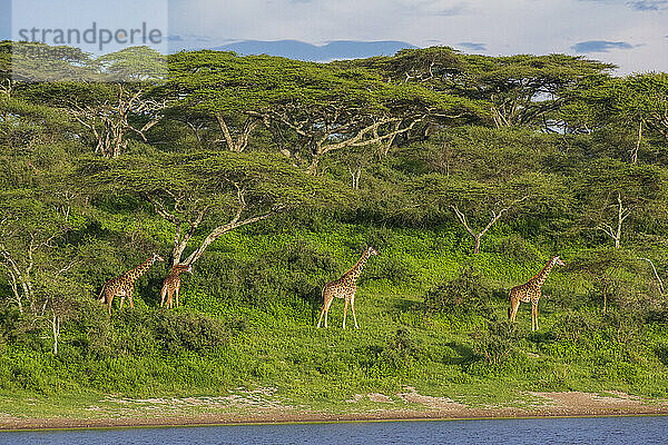 Massai-Giraffe (Giraffa camelopardalis tippelskirchi)  Ndutu  Ngorongoro Conservation Area  UNESCO-Weltnaturerbe  Serengeti  Tansania  Ostafrika  Afrika