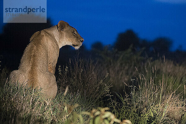 Eine Löwin (Panthera leo)  nachts beleuchtet  ruht auf einem Termitenhügel  Tsavo  Kenia  Ostafrika  Afrika